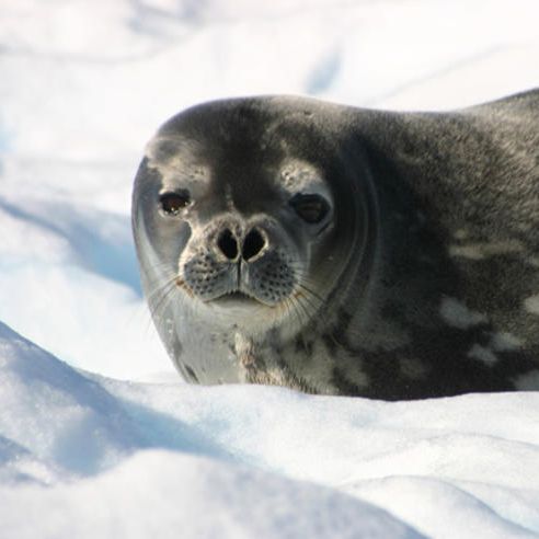 10 Reasons to Run the Antarctica Marathon