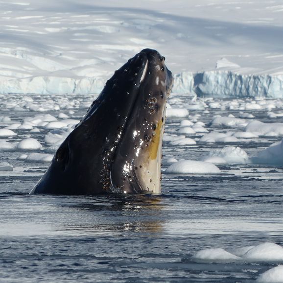 The 14th Antarctica Marathon (Part 1)